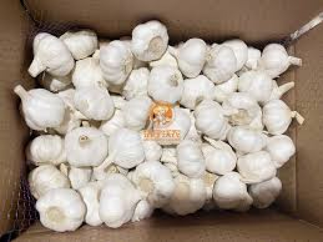 garlic from Kenya